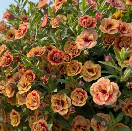 Calibrachoa3.jpg