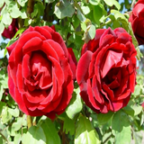 Climbing Rose3.png