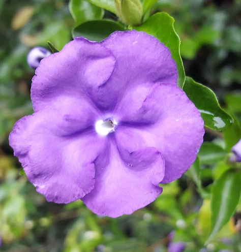 brunfelsia pauciflora3.jpg