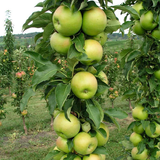 apple tree3.png