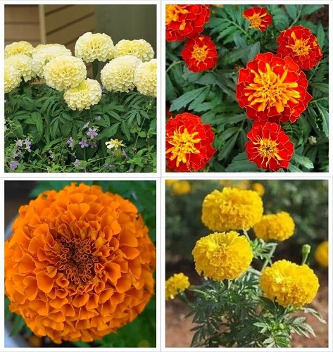 Marigold 4.jpg
