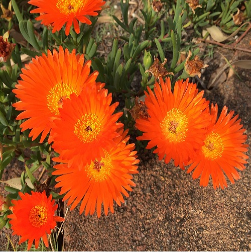 mesembryanthemum 3.jpg