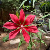 Hibiscus coccineus3.png