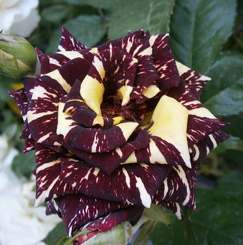 maroon rose.jpg