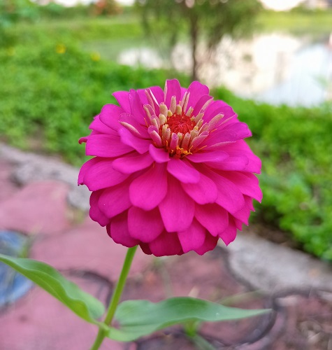 pink zinnia3.jpg