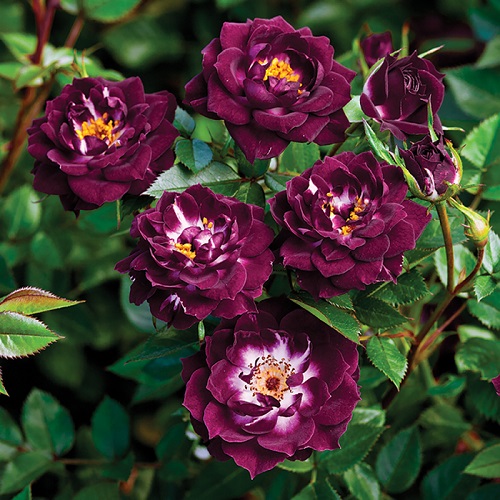 Weeks Roses-S12 DiamondEyes_MG1648.DNG.jpg