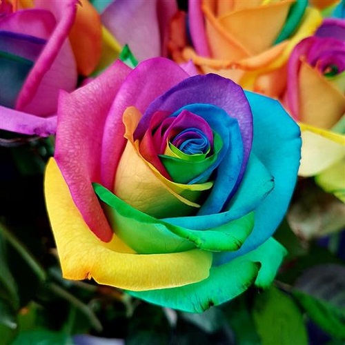 rainbow rose3.jpg