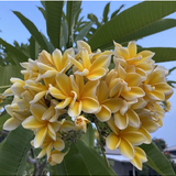 orange Plumeria alba3.png