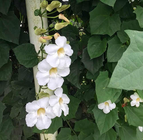 white Thunbergia3.jpg