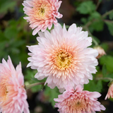 red chrysanthemum3.png