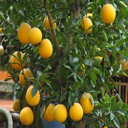 yellow pomelo 4.jpg