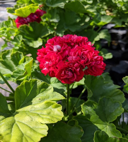 red Geranium 3.jpg