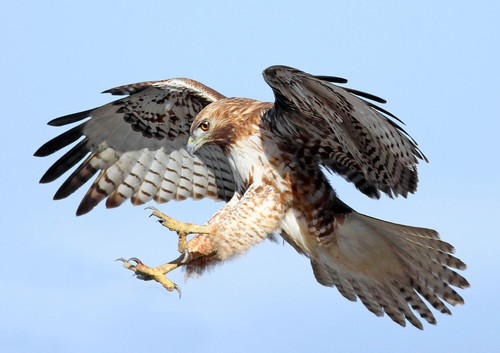 Red tailed hawk.1