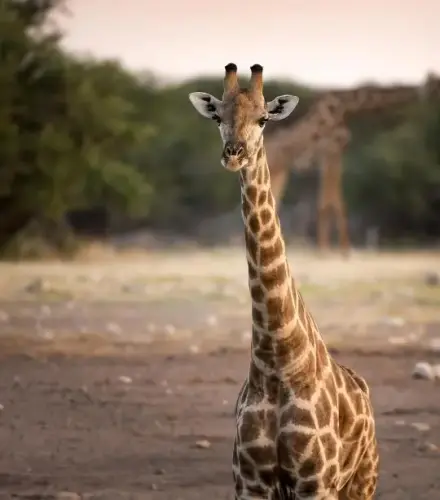 Website SpeciesPage Giraffe02 Challenges.4