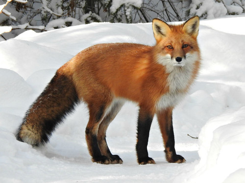 Vulpes vulpes ssp fulvus.1