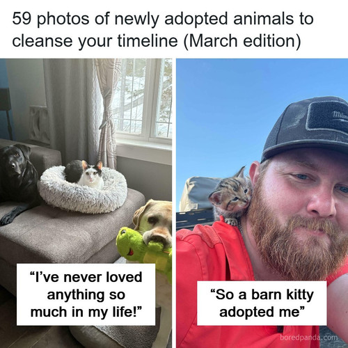 adopted animals march.jpg