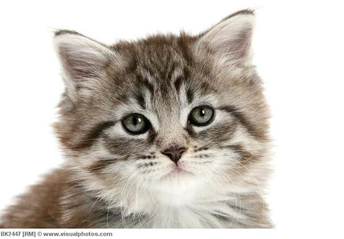 maine coon.jpg