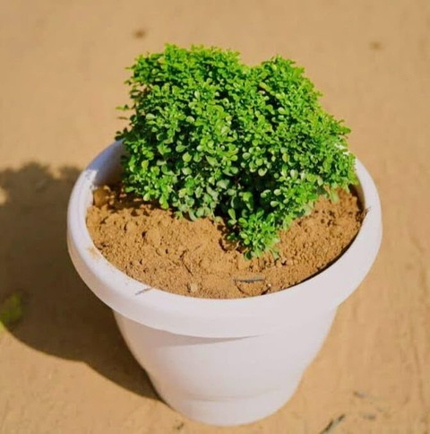 1 beautiful special bonsai home decoration office decoration original imahfakeyawkysyk.jpg