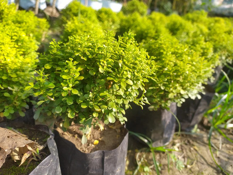 no perennial yes table kamini plant small 1 grow bag fuegoasis original imahd7ca3cw6gc7c.jpg