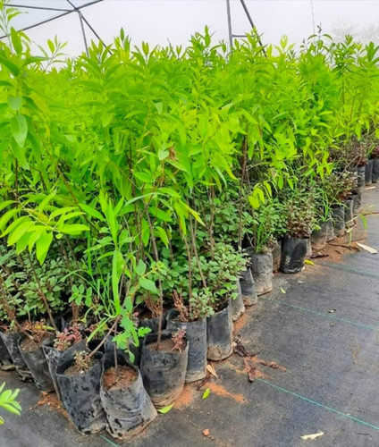 71yg3IQYpWL. SL1000 .jpg