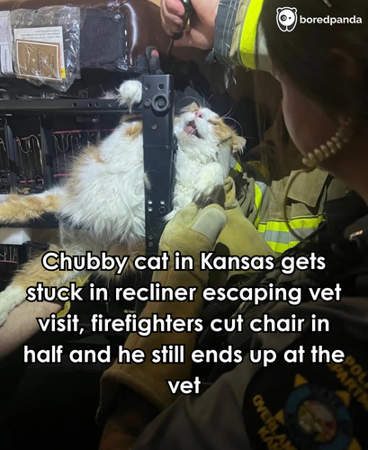 350. Kansas firefighters rescue chubby cat trapped in massive recliner while trying to hide from the.png