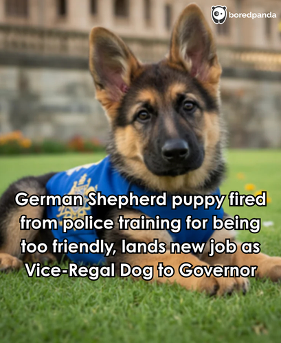 345. Police dog fired for being too friendly.png