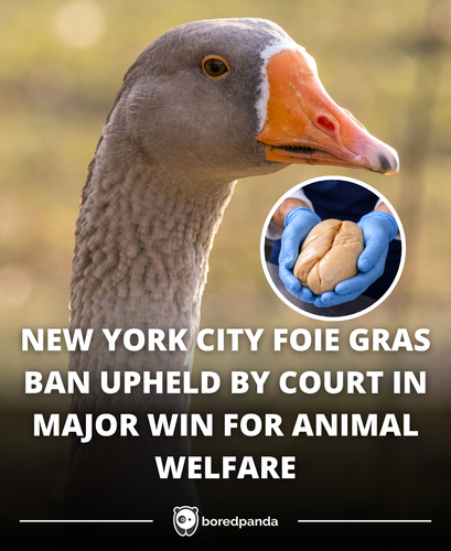344. New York revives foie gras ban.png