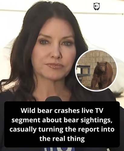 343. Wild bear crashes live news segment.png