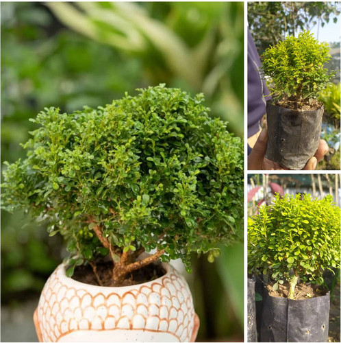 no perennial yes table kamini plant small 1 grow bag fuegoasis original imahd7ca3ybh2wzs.jpg