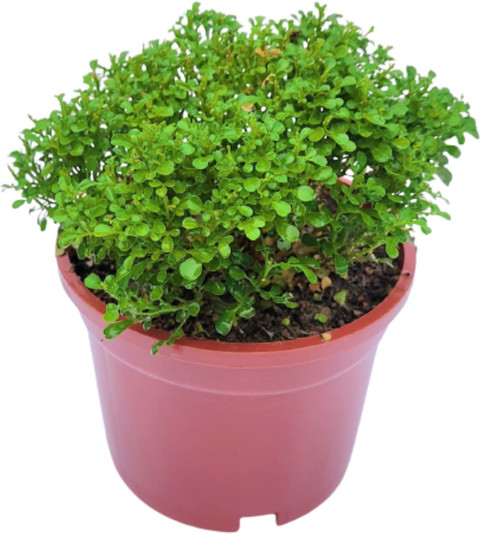 dwarf murraya paniculata table kamini live plant with pot 1 original imag34m5a7cpuy8y.jpg