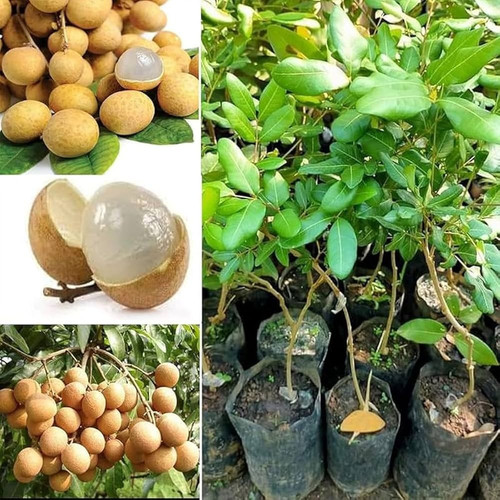 61MZoipTC0L. UF1000,1000 QL80.jpg