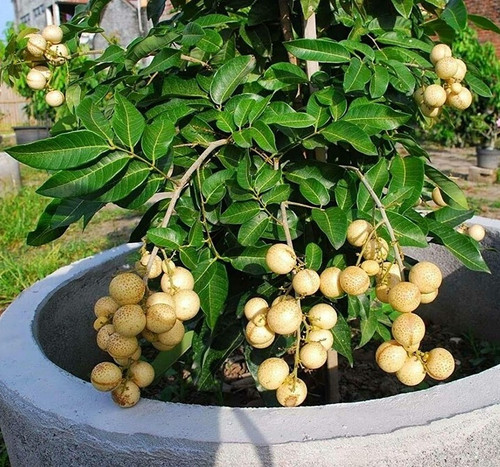 generic dragon eye longan dimoca.jpg
