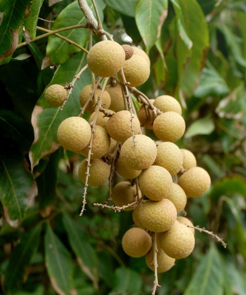 1 longan hybrid exotic fruit liv.jpg