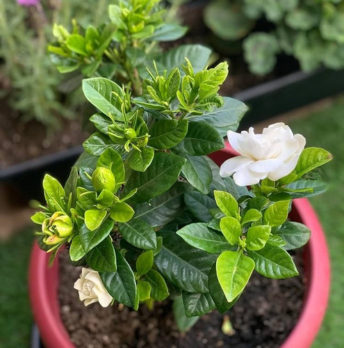 81NJFcrLAIL. AC UF1000,1000 QL80.jpg