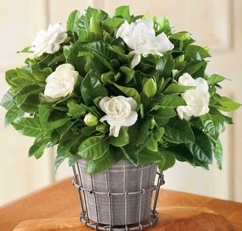 paryavaraan gardenia live outdoo.jpg