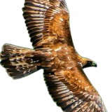 8f9aece9facd1502093ed3fdf382f77e pixian ai.png