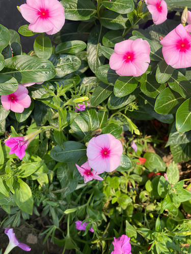 ba0a5511020f.jpg