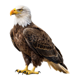 64487f6cc4d27d55469b20a7fbc573ee pixian ai