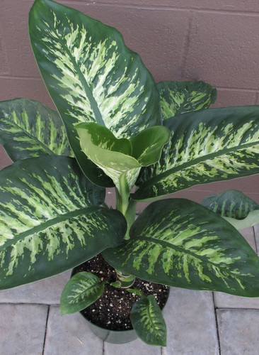 dieffenbachia750.jpg