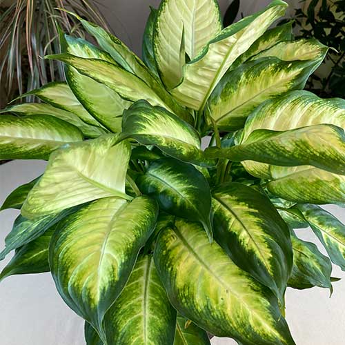 Dumbcane Dieffenbachia.jpg