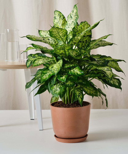 bloomscape dieffenbachia 10in clay scaled.jpg