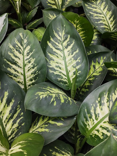 dieffenbachia tropic snow dumb cane houseplant shutterstock com 16625.jpg