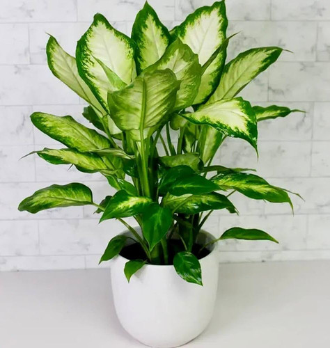 6ede2cae d88e 4cca 82fb f69b9ab12611.jpg