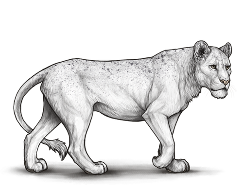 Cimmerian.png