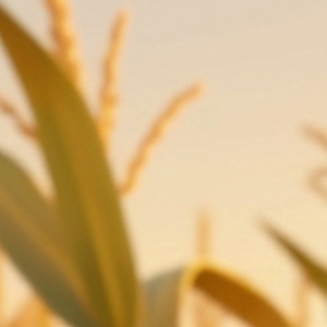 crop.jpg