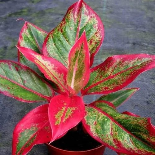 aglaonema lipstick plant 500x500.jpg