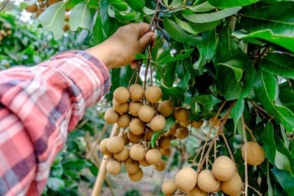 online plant bazar grey longan f (1).jpg
