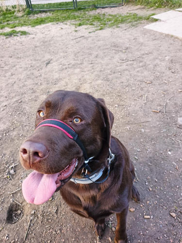 temp.png