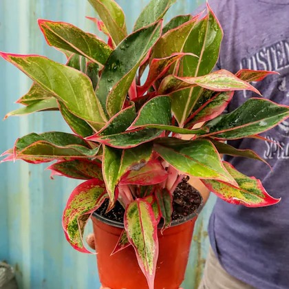 ashokavanam aglaonema lipstick p.jpg