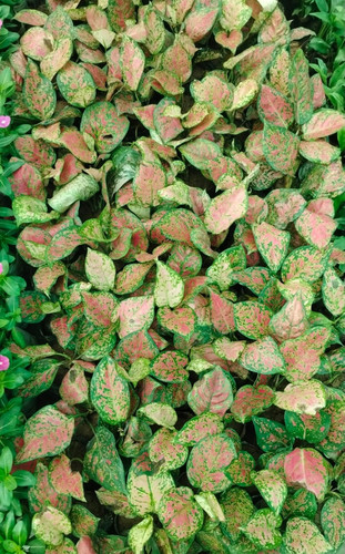 WhatsApp Image 2025 08 27 at 11.23.41 AM.jpg